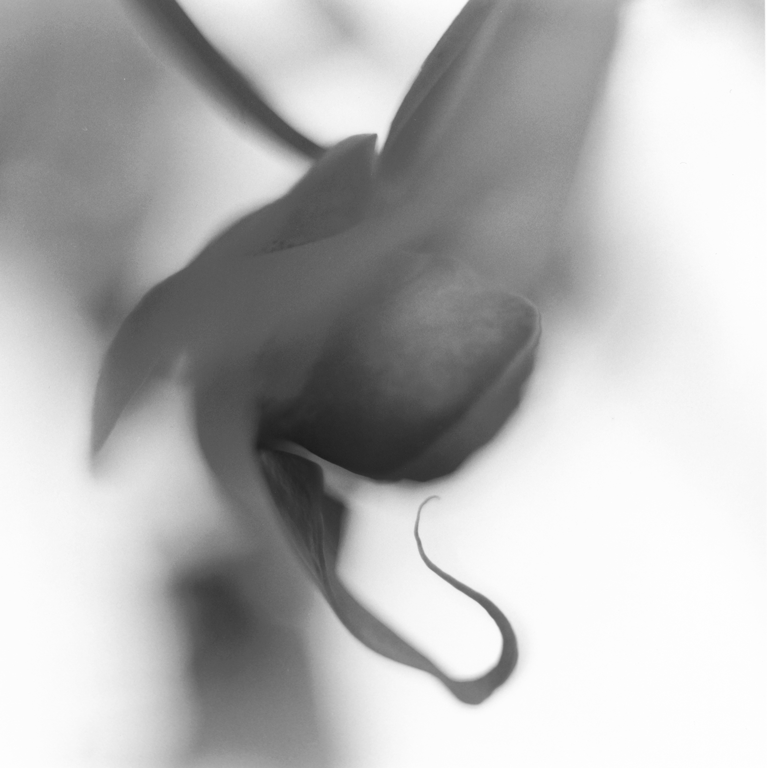 Blurry close-up of a single flower with the stem coming down from the top left corner to the flower with one of its petals curved back on itself in the middle of the image.
